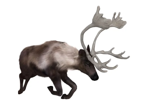 3D vykreslování Caribou na bílém pozadí — Stock fotografie