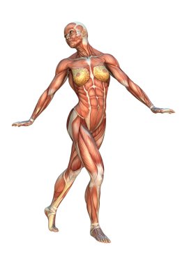 3D render kas haritalar