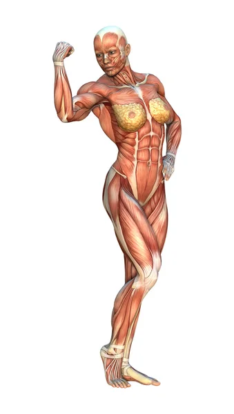 Mapas musculares de renderização 3D — Fotografia de Stock