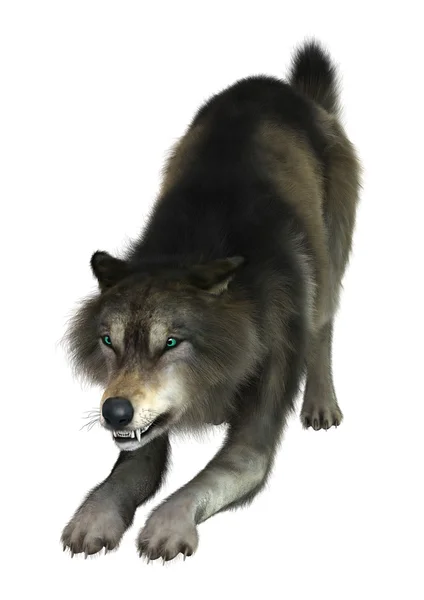 Lobo de renderização 3D em branco — Fotografia de Stock