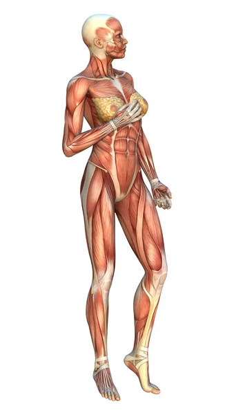 3D Rendering Muscle Maps — Stock Photo, Image
