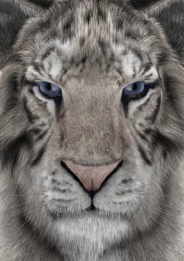 3D render beyaz kaplan