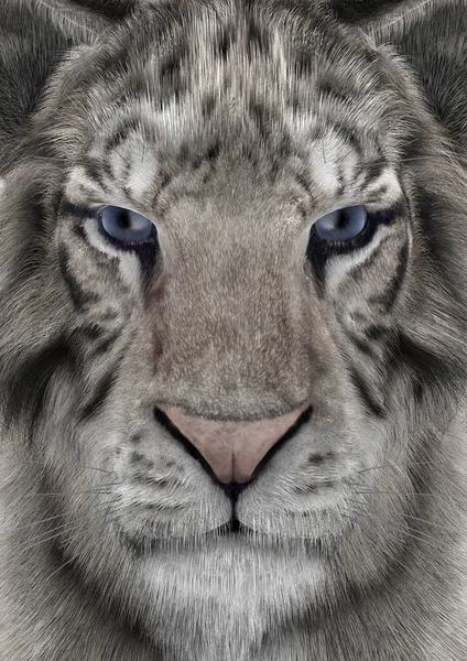 3D render beyaz kaplan