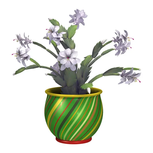 Rendering 3D Cactus di Natale o Schlumbergera su Bianco — Foto Stock