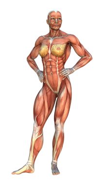 3D render kas haritalar