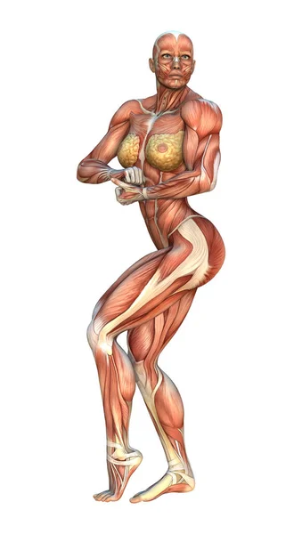 Mapas musculares de renderização 3D — Fotografia de Stock