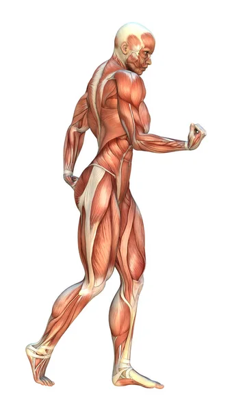 3D vykreslování svalů mapy — Stock fotografie