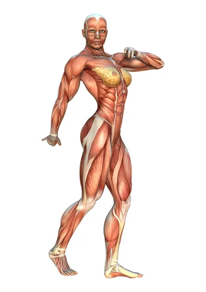 3D Rendering Muscle Maps — Stock Photo, Image