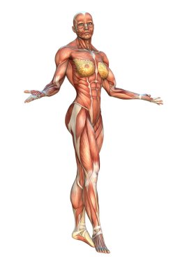 3D render kas haritalar