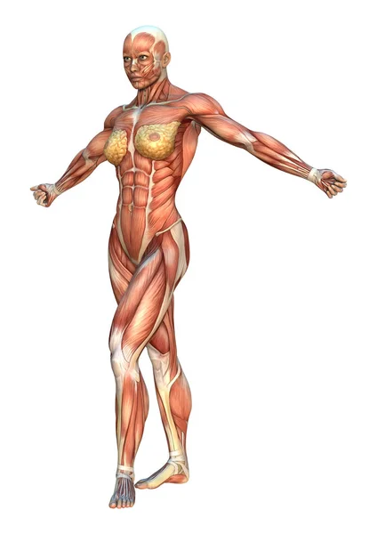 3D Rendering Muscle Maps — Stock Photo, Image