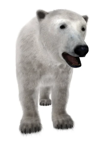 3D renderizando o urso polar no branco — Fotografia de Stock