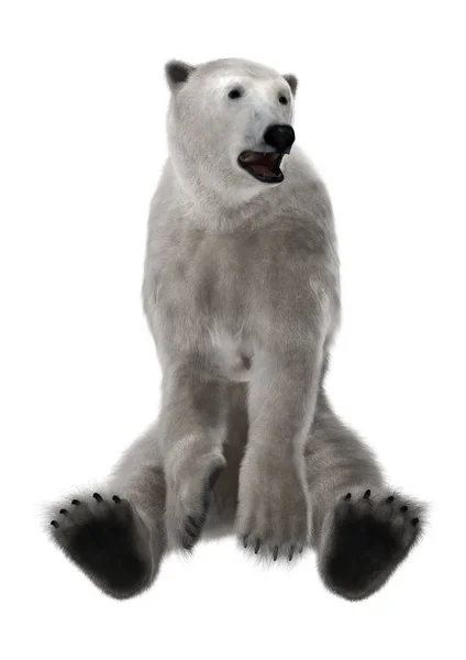 Oso polar de renderizado 3D en blanco —  Fotos de Stock