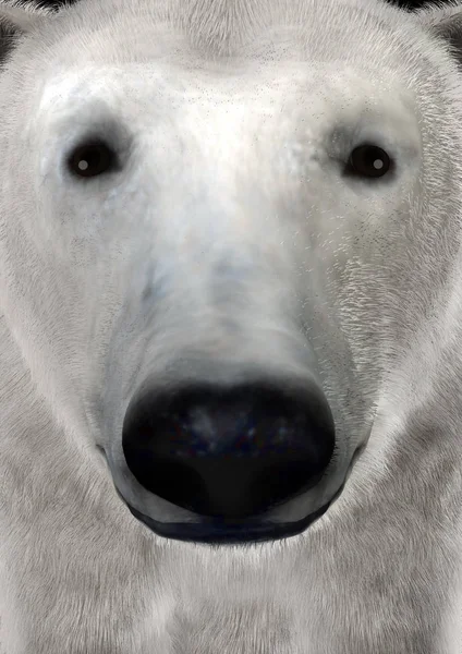 Niedźwiedź polarny 3D renderowania — Zdjęcie stockowe