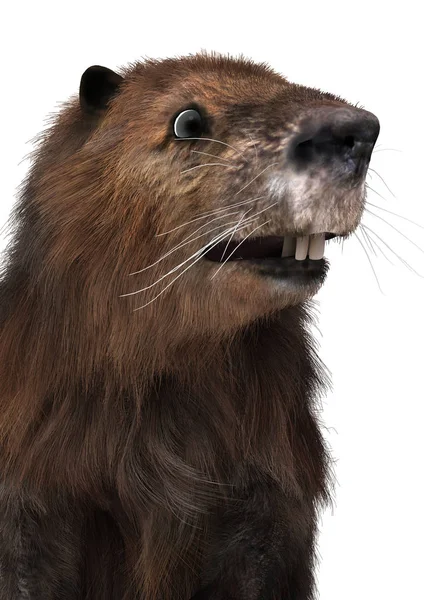 3D Beaver renderizado en blanco — Foto de Stock