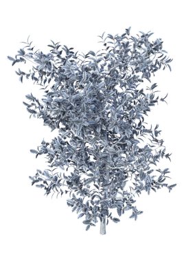 3D render Holly Bush Beyaz