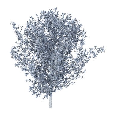 3D render Holly Bush Beyaz