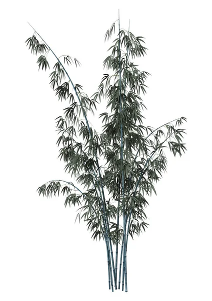 3D Rendering albero di bambù su bianco — Foto Stock