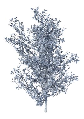 3D render Holly Bush Beyaz