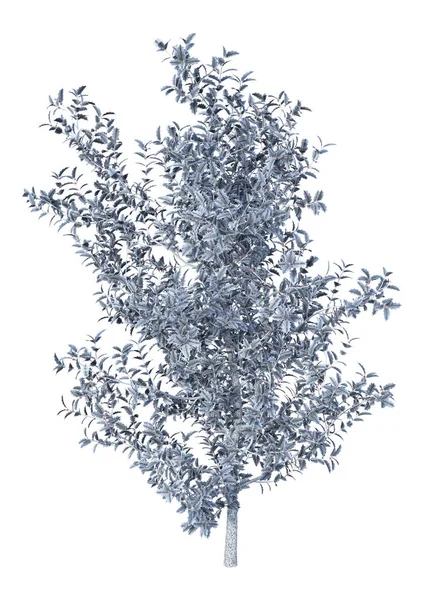 3D Rendering Holly Bush on White — Stock Photo, Image