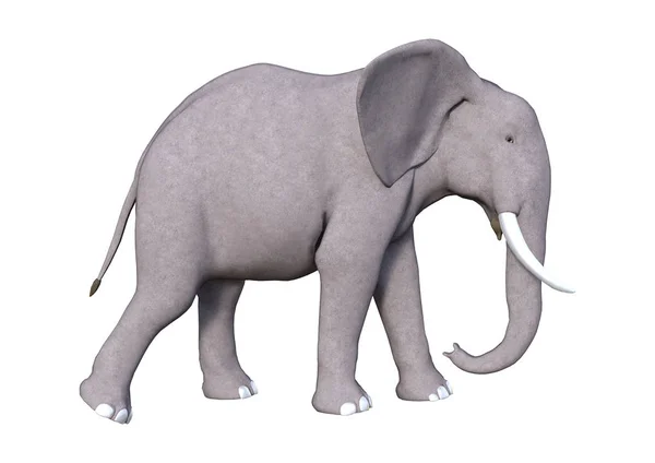 3D Rendering Elephant on White — Stock Photo, Image