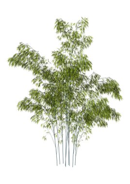 3D işleme bambu ağaçları beyaz