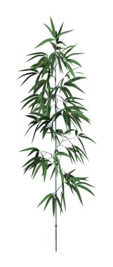 Beyaz 3D işleme bambu ağacı