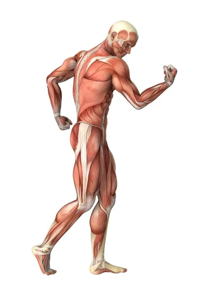 3D render erkek anatomisi şekil üzerinde beyaz — Stok fotoğraf
