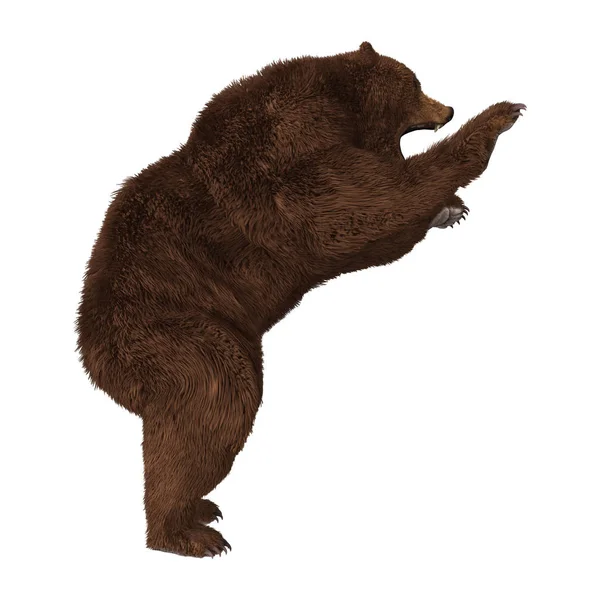 3D рендеринг бурого медведя на белом — стоковое фото