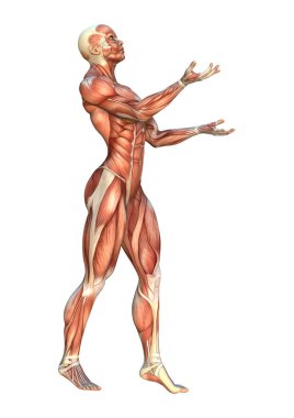 3D render kas haritalar