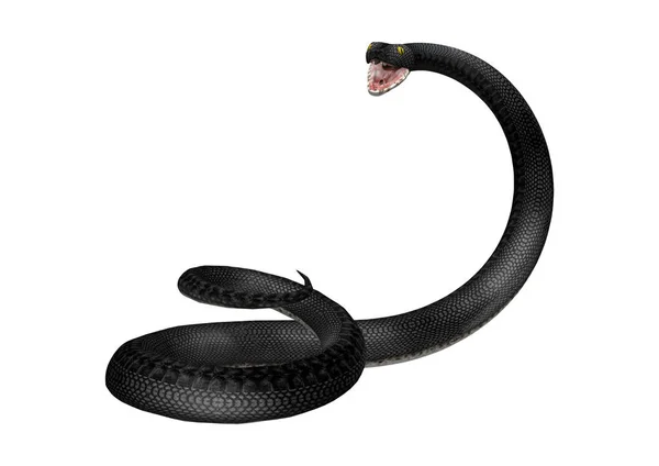 Rendu 3D Southern Black Racer sur blanc — Photo