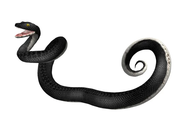 Representación 3D Southern Black Racer en blanco —  Fotos de Stock