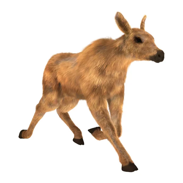 3D Rendering Moose Calf on White — Stock Photo, Image