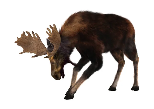 3D Rendering Moose on White — Stock Photo, Image