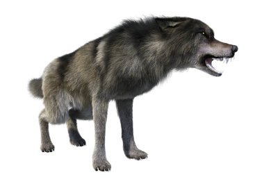 Beyaz üzerinde 3D render gri kurt