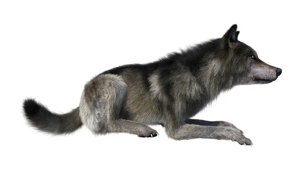 3D-Rendering grauer Wolf auf weiß — Stockfoto