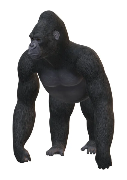 3D Rendering Gorilla su Bianco — Foto Stock