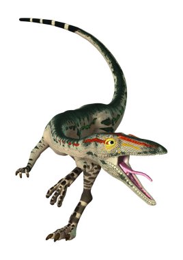 3D render dinozor Coelophysis beyaz