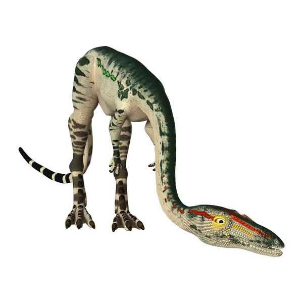 화이트에 3d 렌더링 공룡 Coelophysis — 스톡 사진