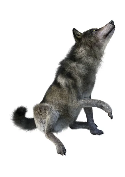 3D vykreslování šedý Vlk na bílém — Stock fotografie