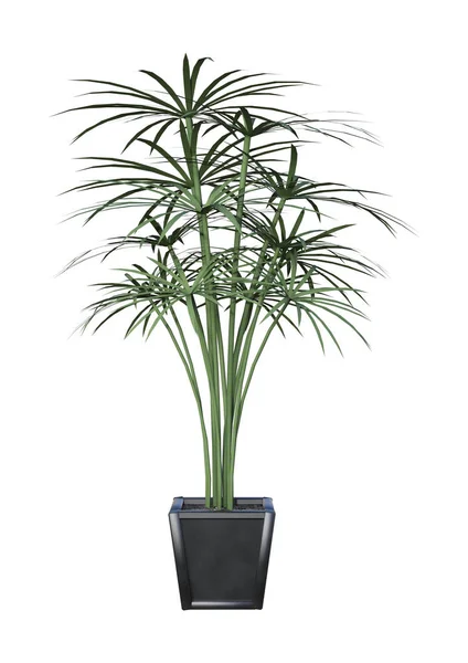 Representación 3D de la palmera en blanco — Foto de Stock