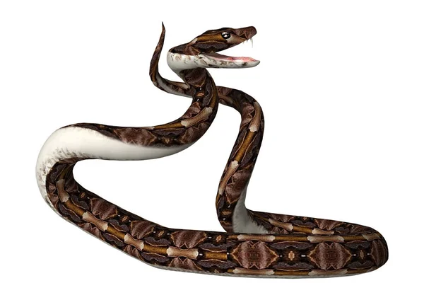 3D renderização Gaboon Viper Serpente em Branco — Fotografia de Stock