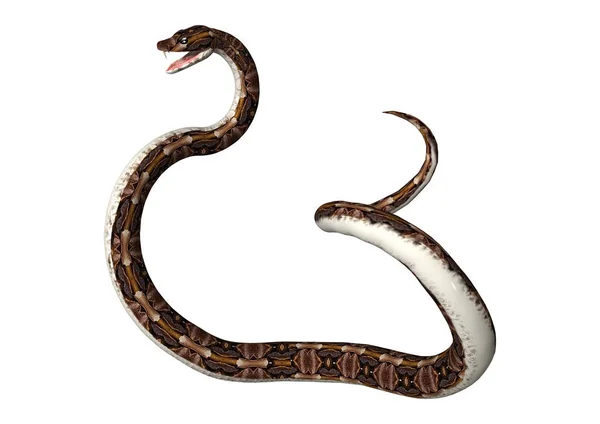 在白色的 3d 渲染 — — 加蓬蝰蛇蛇 — 图库照片