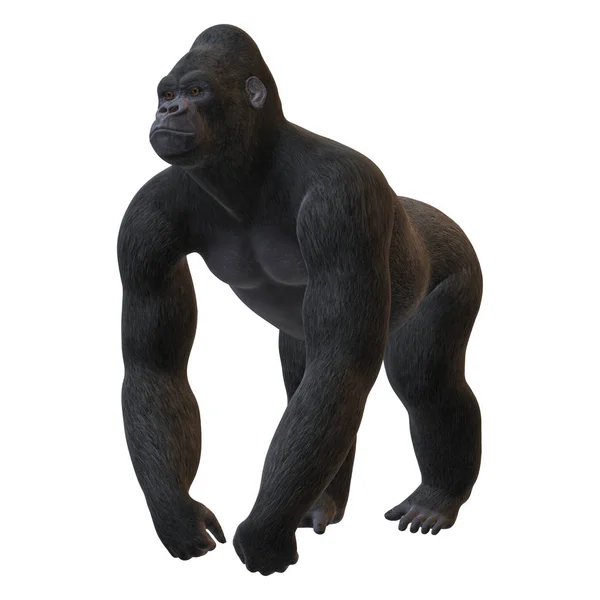 3D rendering Gorilla på vit — Stockfoto