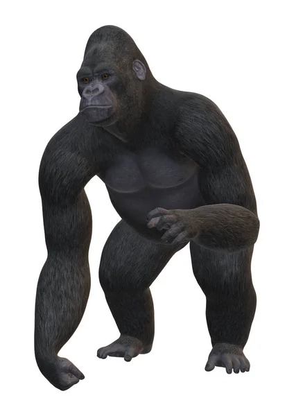 3D rendering Gorilla op wit — Stockfoto