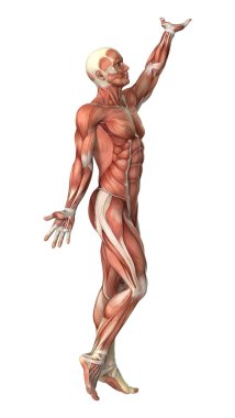 3D render erkek anatomisi şekil üzerinde beyaz