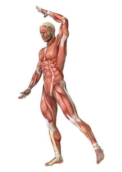 Figura de anatomía masculina de representación 3D en blanco —  Fotos de Stock