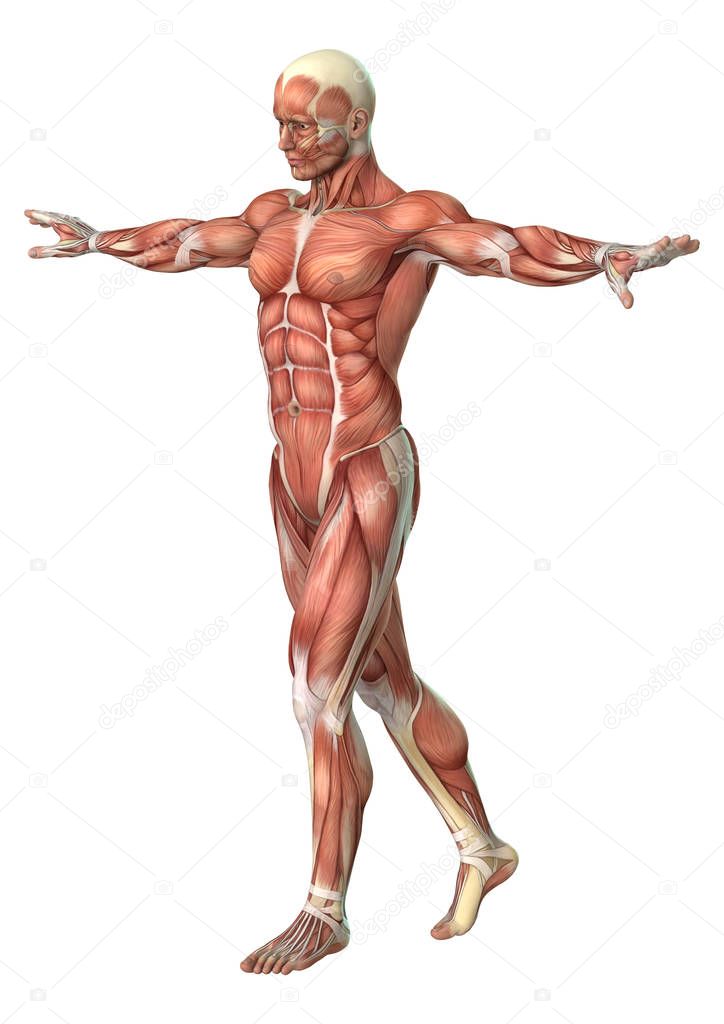 3D Rendering Male Anatomy Figure on White