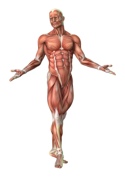 Figura de anatomía masculina de representación 3D en blanco — Foto de Stock