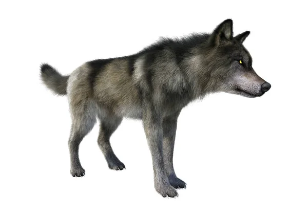 3D rendering γκρίζου λύκου σε λευκό — Φωτογραφία Αρχείου