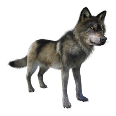 Beyaz üzerinde 3D render gri kurt